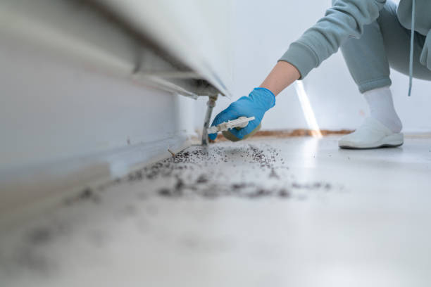 Wasp Removal Services in Yale, OK